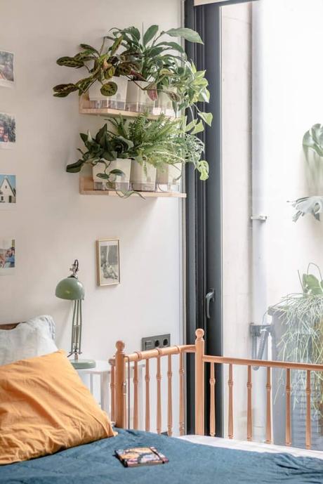 plantas de interior para espacios con poca luz