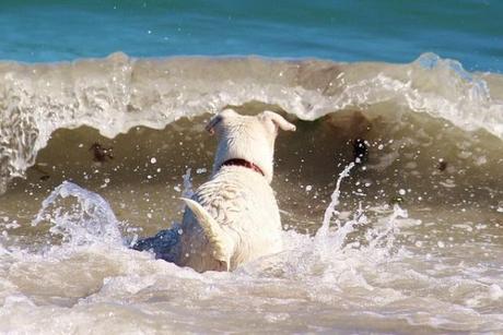 Sumérgete en la magia de surf perros Suances: experiencias inolvidables Sumérgete en la magia de surf perros Suances: experiencias inolvidables