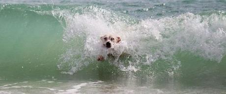 Sumérgete en la magia de surf perros Suances: experiencias inolvidables Sumérgete en la magia de surf perros Suances: experiencias inolvidables