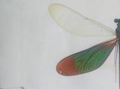 corazón Yamato, Shimazaki