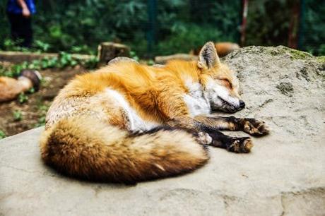 Explorando agustin de foxa 4: una experiencia única y emocionante