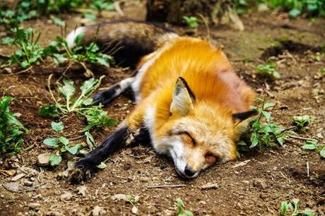 Explorando agustin de foxa 4: una experiencia única y emocionante