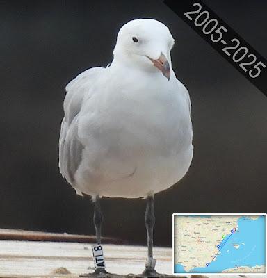 Larus audouinii en las Tres Xemeneies: réquiem por ATL8