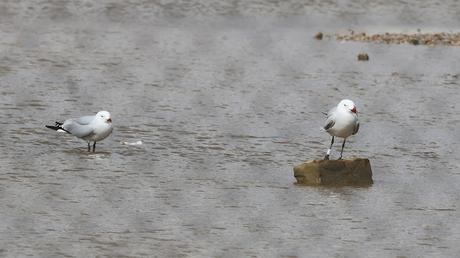 Larus audouinii en las Tres Xemeneies: réquiem por ATL8