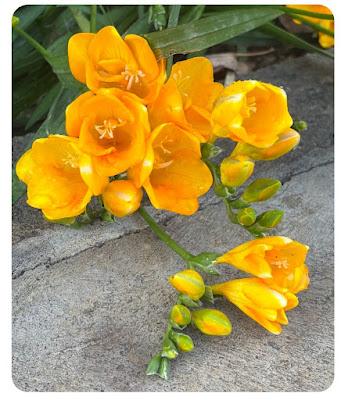 Freesia