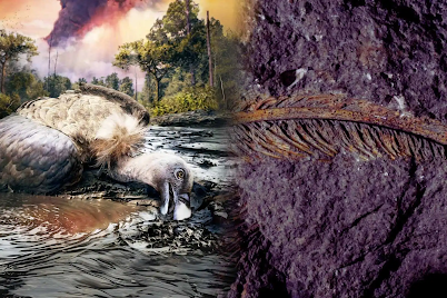 Hallan un buitre de 30.000 años fosilizado en ceniza volcánica con plumas preservadas en 3D: el fósil revela un tipo de conservación nunca antes visto
