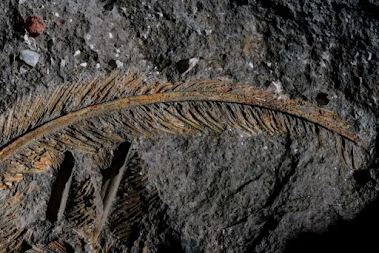 Hallan un buitre de 30.000 años fosilizado en ceniza volcánica con plumas preservadas en 3D: el fósil revela un tipo de conservación nunca antes visto Hallan un buitre de 30.000 años fosilizado en ceniza volcánica con plumas preservadas en 3D: el fósil revela un tipo de conservación nunca antes visto