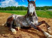 ¿Estás montando caballo muerto? Cómo evitar falacia costes hundidos sostenibilidad