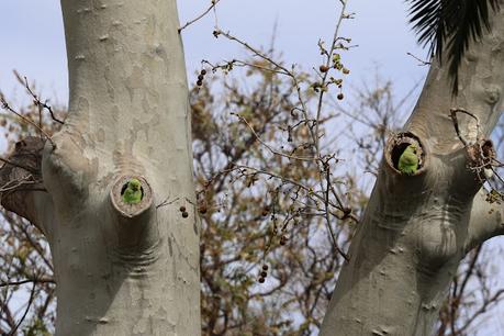 Aratinga cabeciazul en Barcelona: un toque exótico