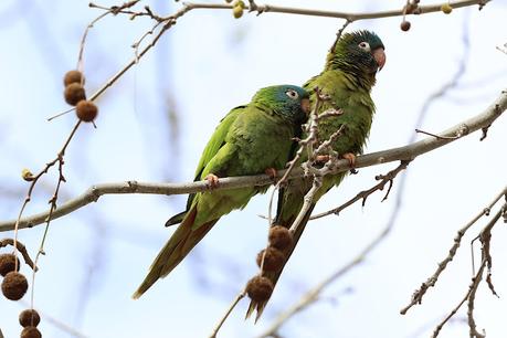 Aratinga cabeciazul en Barcelona: un toque exótico