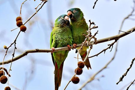Aratinga cabeciazul en Barcelona: un toque exótico