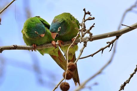 Aratinga cabeciazul en Barcelona: un toque exótico