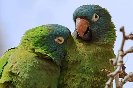 Aratinga cabeciazul en Barcelona: un toque exótico