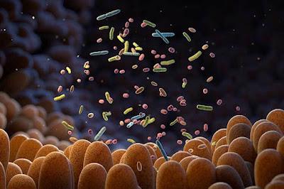 Los microorganismos intestinales determinan nuestra salud