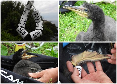 Observando cormoranes moñudos en la Costa Brava Observando cormoranes moñudos en la Costa Brava
