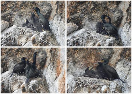 Observando cormoranes moñudos en la Costa Brava Observando cormoranes moñudos en la Costa Brava