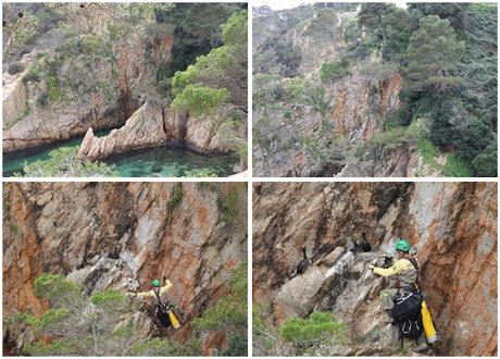Observando cormoranes moñudos en la Costa Brava Observando cormoranes moñudos en la Costa Brava