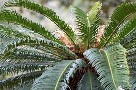 Cylas: características y control de plagas