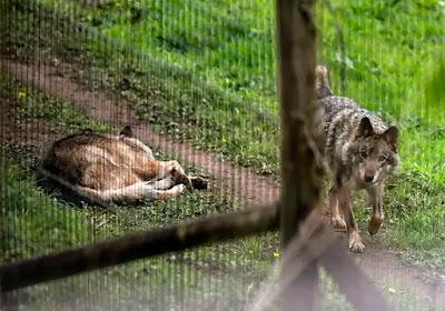 El Congreso que cedió a los bulos y abrió la veda para cazar al lobo.
