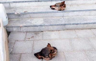 El Congreso que cedió a los bulos y abrió la veda para cazar al lobo.