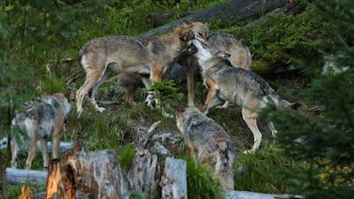 El Congreso que cedió a los bulos y abrió la veda para cazar al lobo.