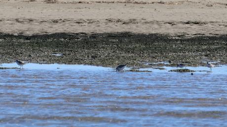 Una serreta mediana en Cubelles Una serreta mediana en Cubelles