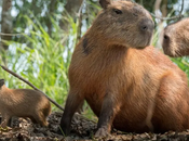 Efecto Nemo cómo afecta capibaras, ¿están peligro?