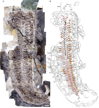 Hallan un fósil único con músculos e intestinos intactos tras 444 millones de años bajo tierra: una criatura fosilizada “del revés” que desafía lo que sabíamos sobre los artrópodos Hallan un fósil único con músculos e intestinos intactos tras 444 millones de años bajo tierra: una criatura fosilizada “del revés” que desafía lo que sabíamos sobre los artrópodos