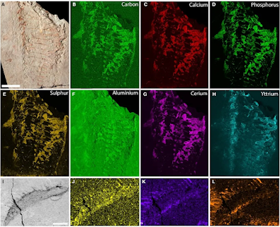 Hallan un fósil único con músculos e intestinos intactos tras 444 millones de años bajo tierra: una criatura fosilizada “del revés” que desafía lo que sabíamos sobre los artrópodos Hallan un fósil único con músculos e intestinos intactos tras 444 millones de años bajo tierra: una criatura fosilizada “del revés” que desafía lo que sabíamos sobre los artrópodos