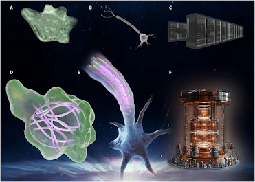Un nuevo estudio sugiere que el cuerpo humano podría procesar información cuántica más rápido y con mayor eficiencia que las computadoras más avanzadas Un nuevo estudio sugiere que el cuerpo humano podría procesar información cuántica más rápido y con mayor eficiencia que las computadoras más avanzadas