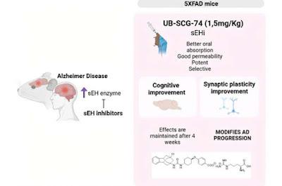 Nuevo fármaco para tratar el Alzheimer da resultados prometedores