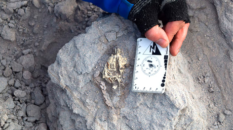 Quién era Ichhutherium wayra, el nuevo mamífero fósil hallado en Argentina a más de 3.900 metros de altura Quién era Ichhutherium wayra, el nuevo mamífero fósil hallado en Argentina a más de 3.900 metros de altura