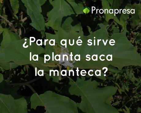¿Para qué sirve la planta saca la manteca? ¿Para qué sirve la planta saca la manteca?