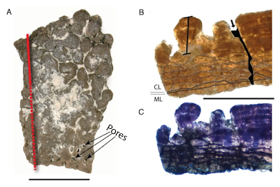 Encuentran en Utah huevos fósiles de dinosaurios y un cocodrilo desconocido de hace 100 millones de años Encuentran en Utah huevos fósiles de dinosaurios y un cocodrilo desconocido de hace 100 millones de años