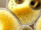 tejido adiposo marrón envejecimiento saludable están conectados, según estudio