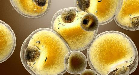 El tejido adiposo marrón y envejecimiento saludable están conectados, según un estudio