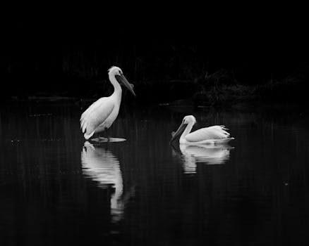 Los pelicanos isla canela: apartamentos y opciones de alojamiento