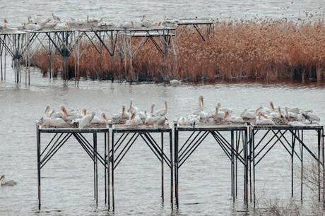 Los pelicanos isla canela: apartamentos y opciones de alojamiento