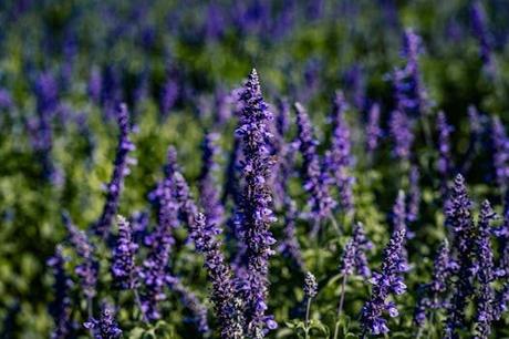 Los girasoles restaurante en Santa Cruz de Bezana