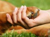 Guía Completa para Cuidado Salud Mascotas