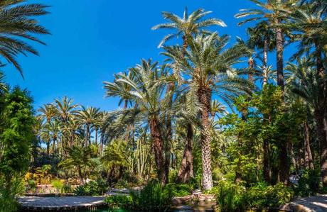 Descubriendo el Huerto del Cura: Un Oasis en el Corazón de Elche Descubriendo el Huerto del Cura: Un Oasis en el Corazón de Elche