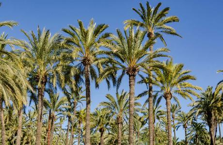 ¿Qué tienen en común Elche, en España, y Cancún, en México?