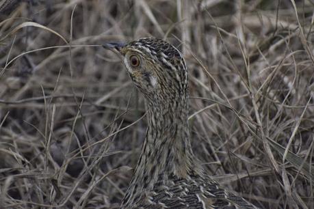 Censo Neotropical de Aves Acuáticas (julio 2025)