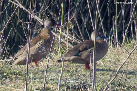 Censo Neotropical de Aves Acuáticas (julio 2025)