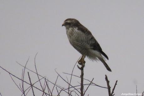 Censo Neotropical de Aves Acuáticas (julio 2025)