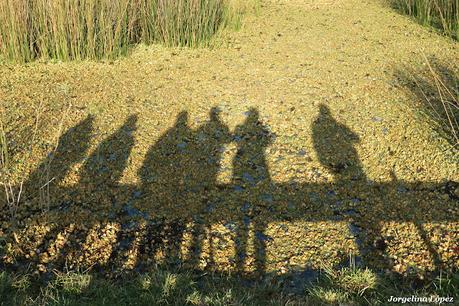 Censo Neotropical de Aves Acuáticas (julio 2025)