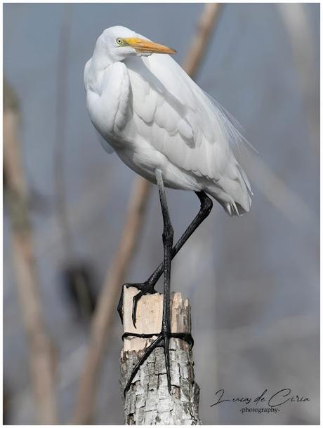 Censo Neotropical de Aves Acuáticas (julio 2025)