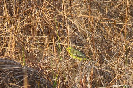 Censo Neotropical de Aves Acuáticas (julio 2025)