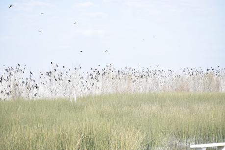 Censo Neotropical de Aves Acuáticas (julio 2025)
