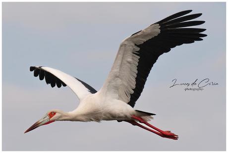 Censo Neotropical de Aves Acuáticas (julio 2025)